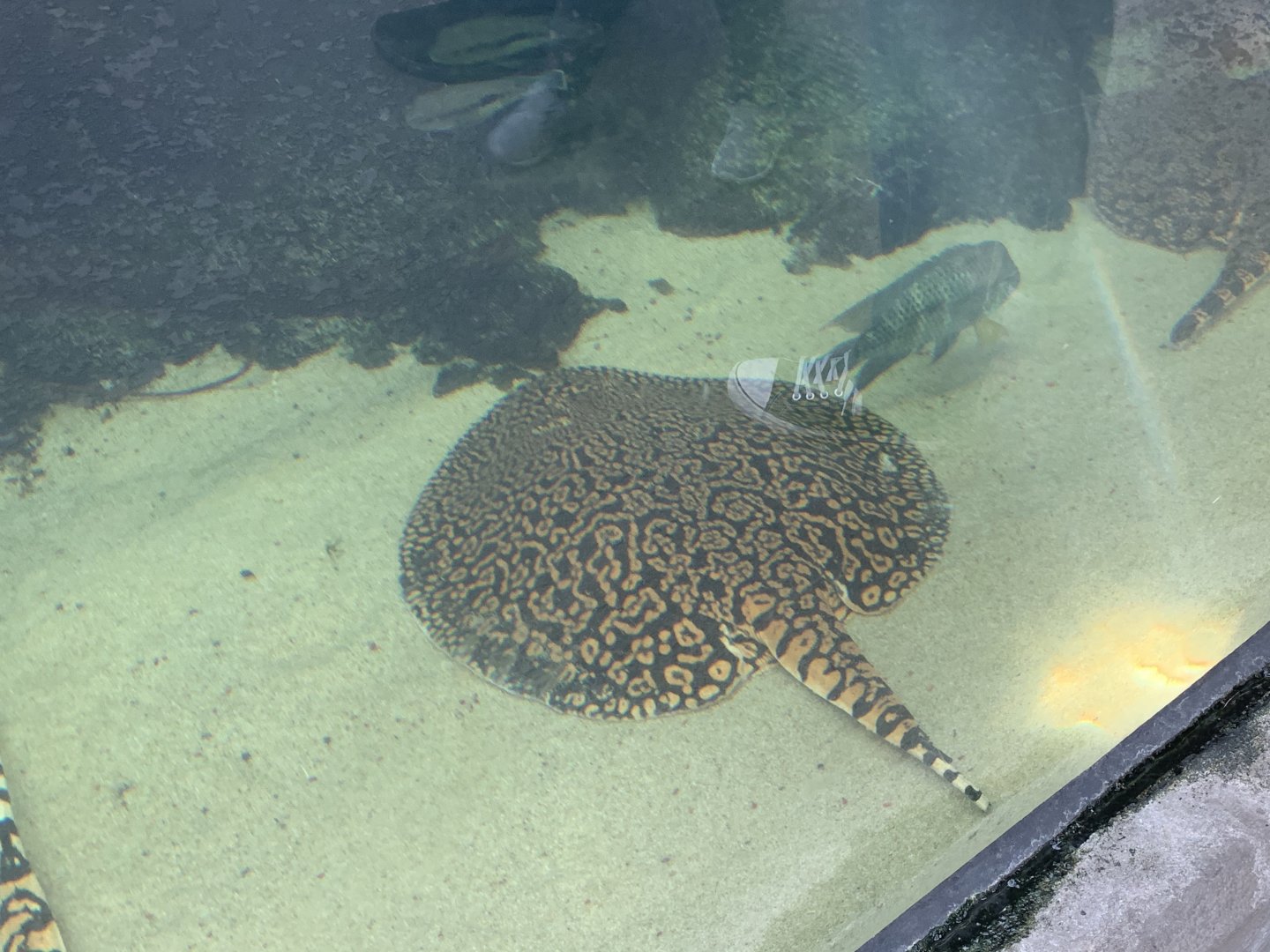 Can anyone identify this fish