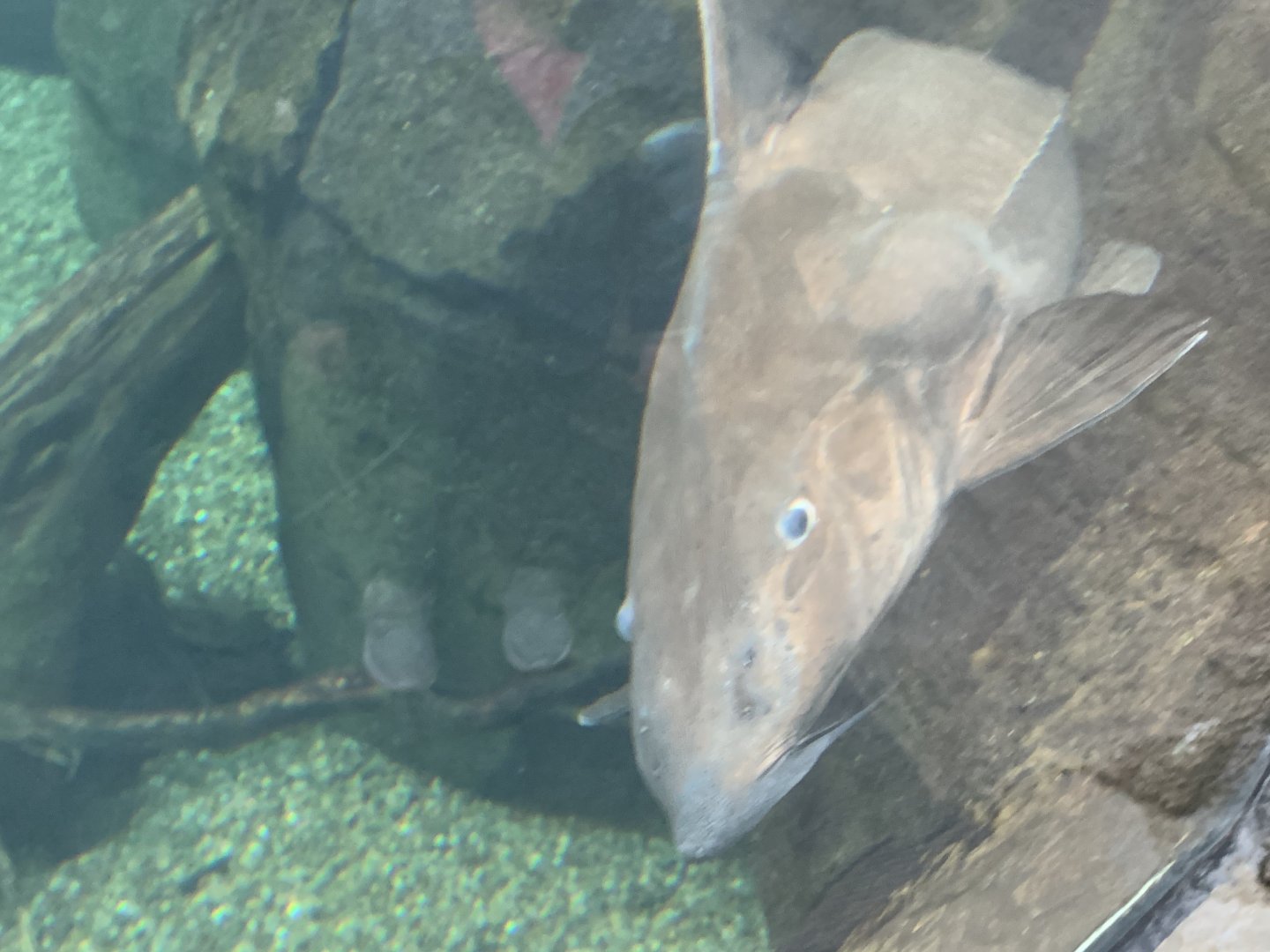 Can anyone identify this fish