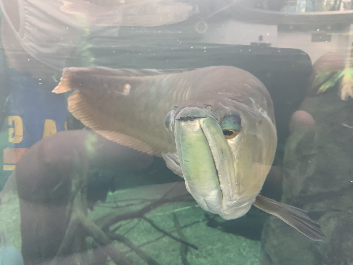 can anyone identify this fish