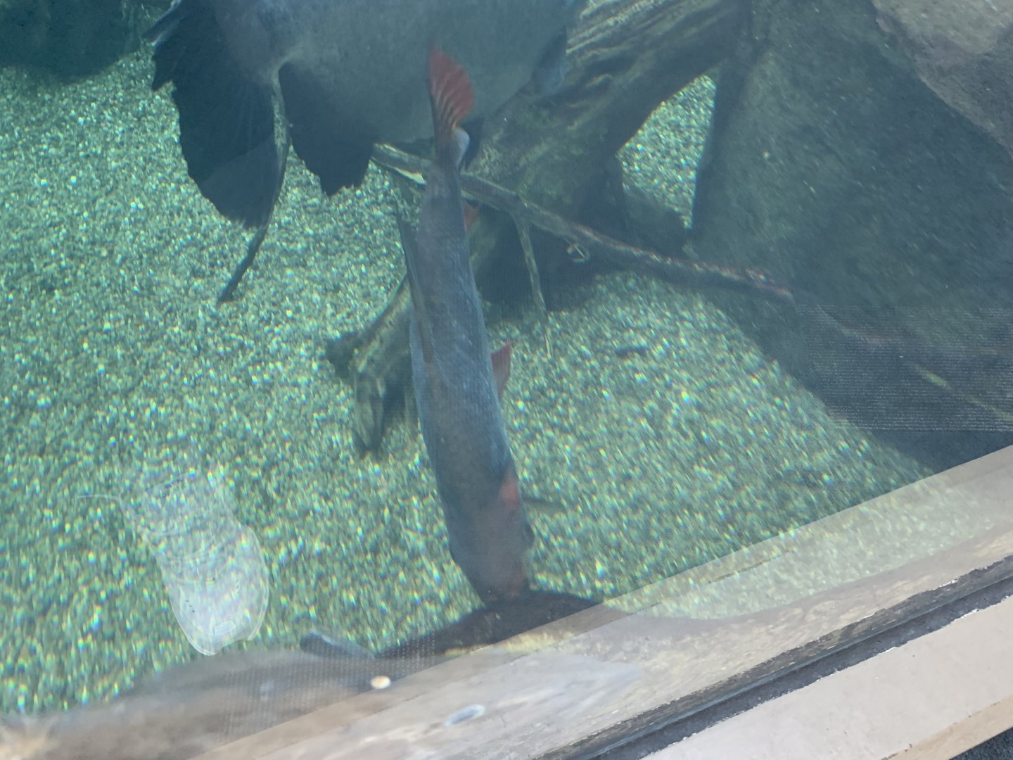 can anyone identify this fish