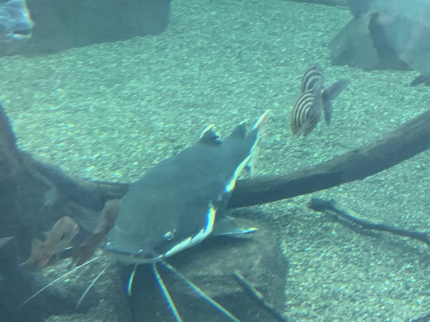 can anyone identify this fish