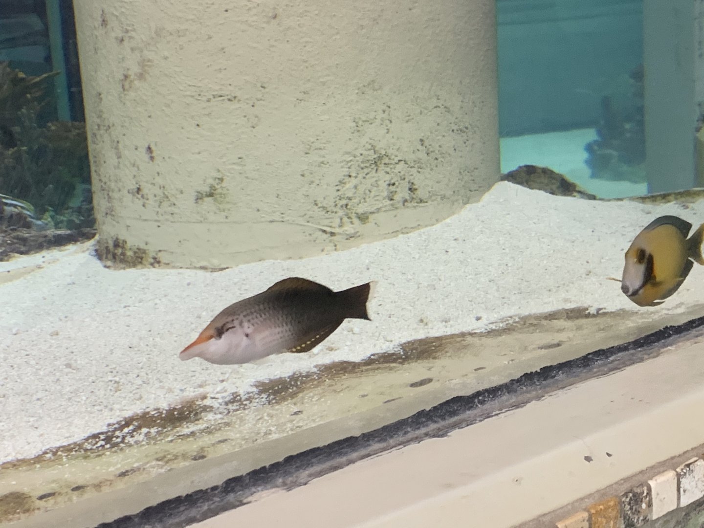 can anyone identify this fish