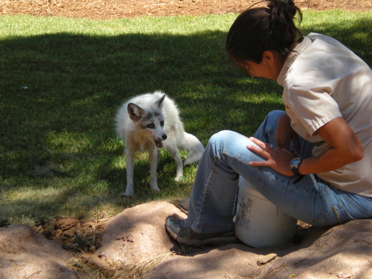 Can Anyone Identify This Fox Species?