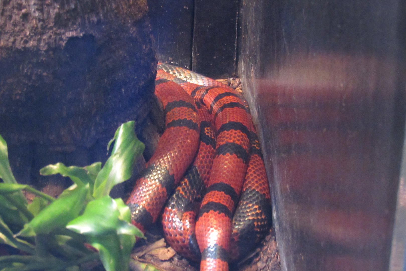 can anyone identify this snake