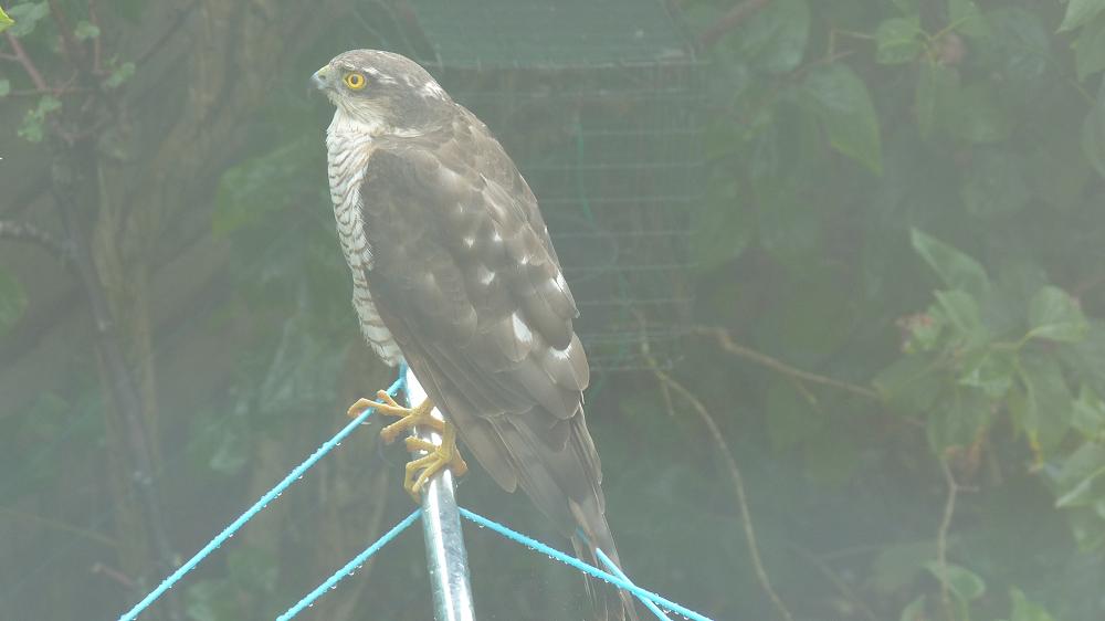 Can anyone identify this?