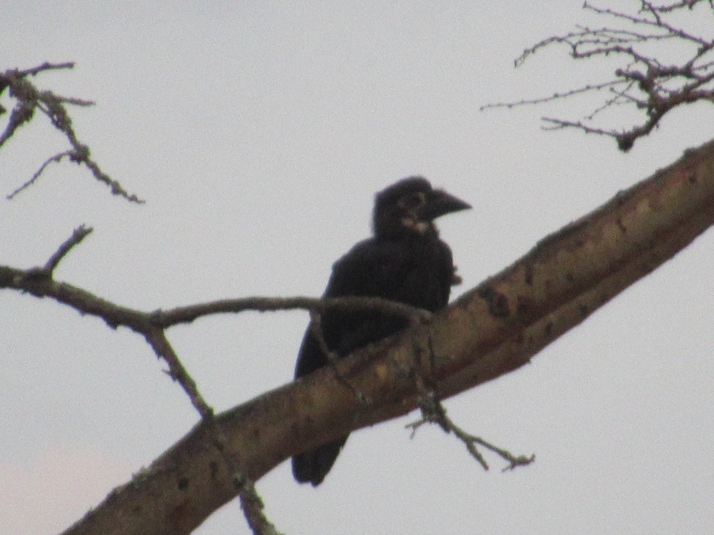 Can anyone identify?