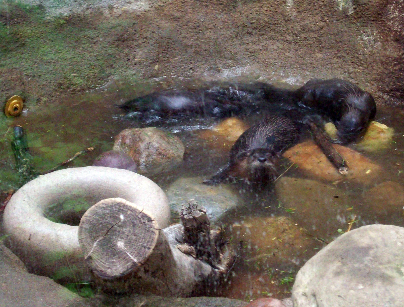 Can I get a pool upgrade?