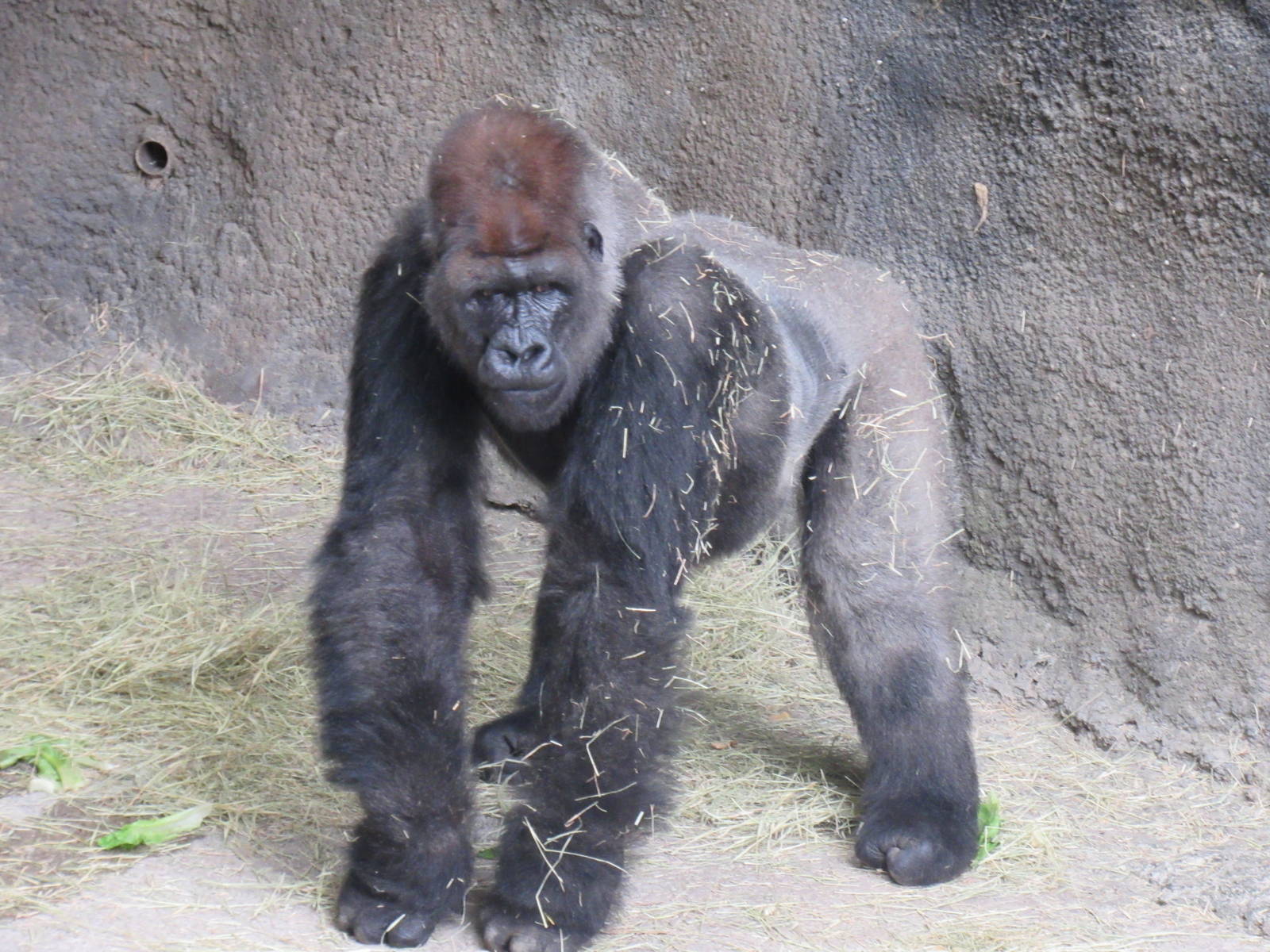 Can I go back to Bed?