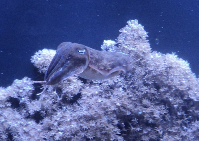 Can sombody identify