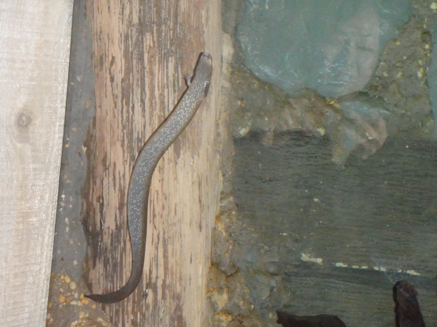 Can sombody identify