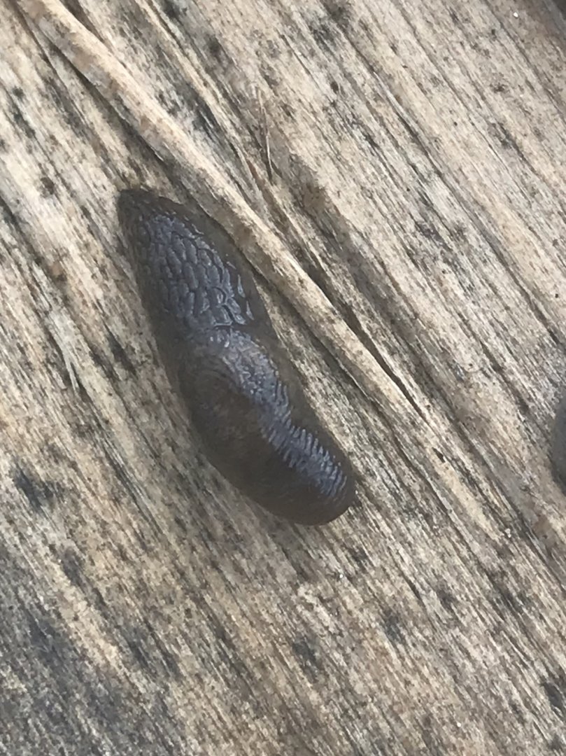 Can sombody identify