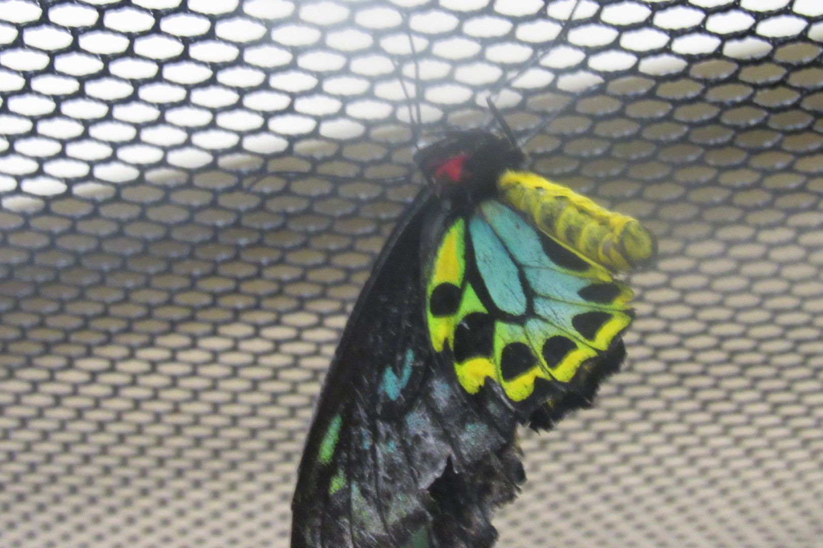 can some one identify