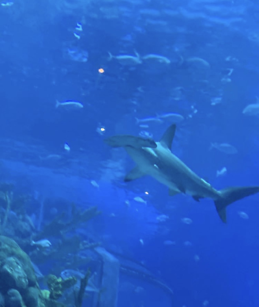 Can somebody Id the hammerhead. This photo was taken on my phone