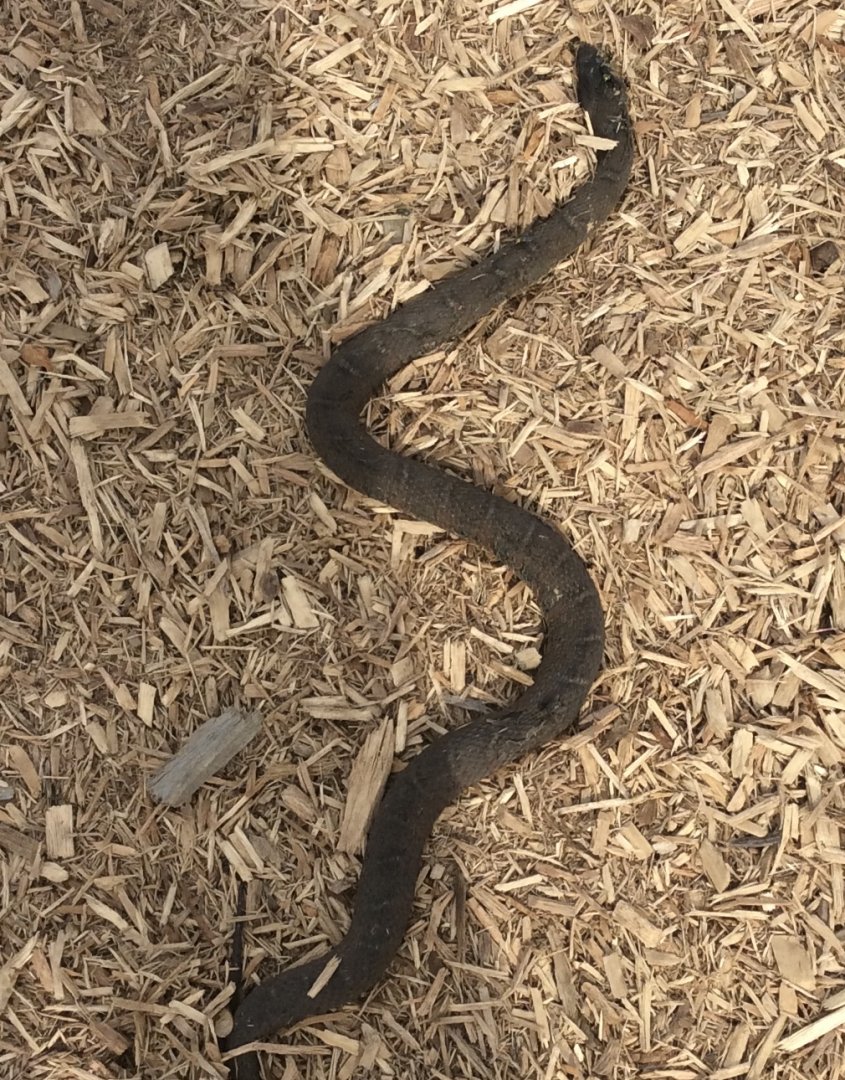 Can somebody Id this dead snake