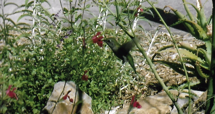 Can somebody identify i took these in 2016