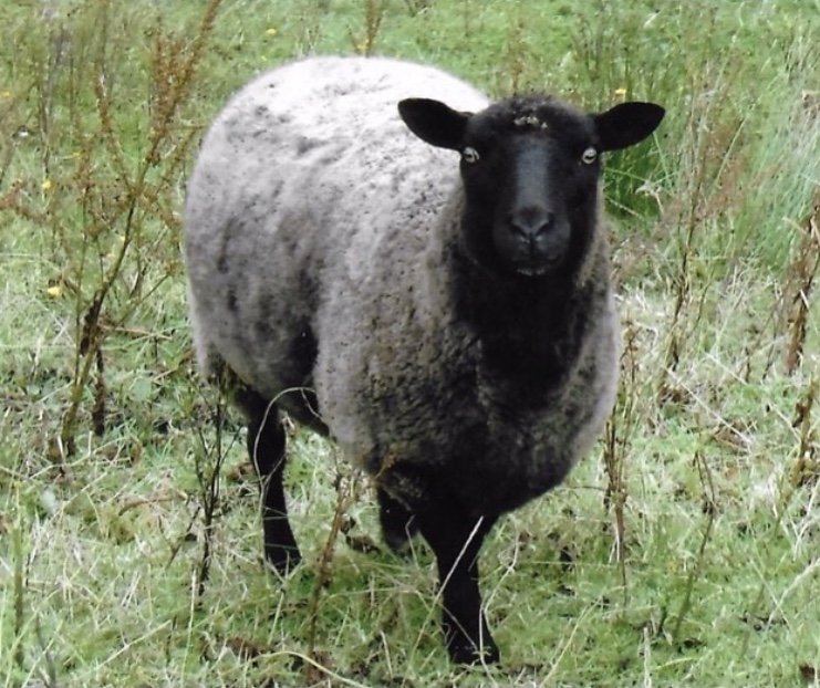 can somebody identify this breed