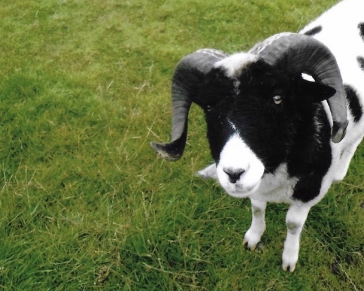 can somebody identify this breed