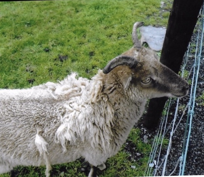 can somebody identify this breed