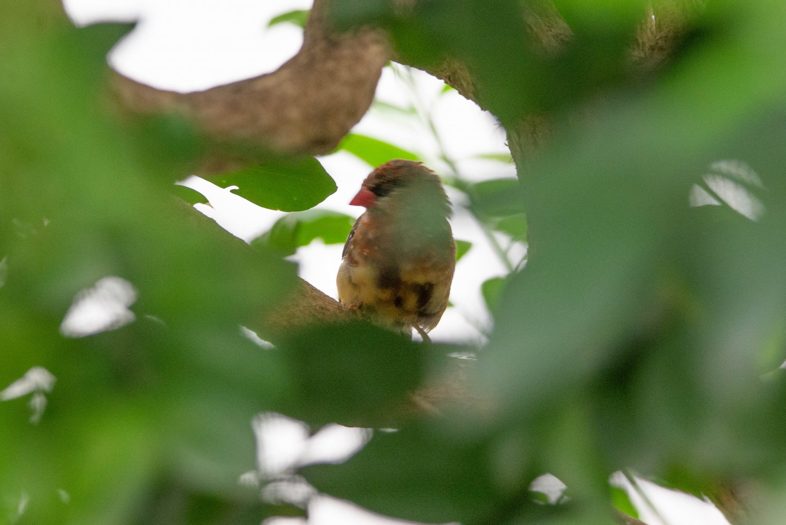 Can somebody identify this finch species?
