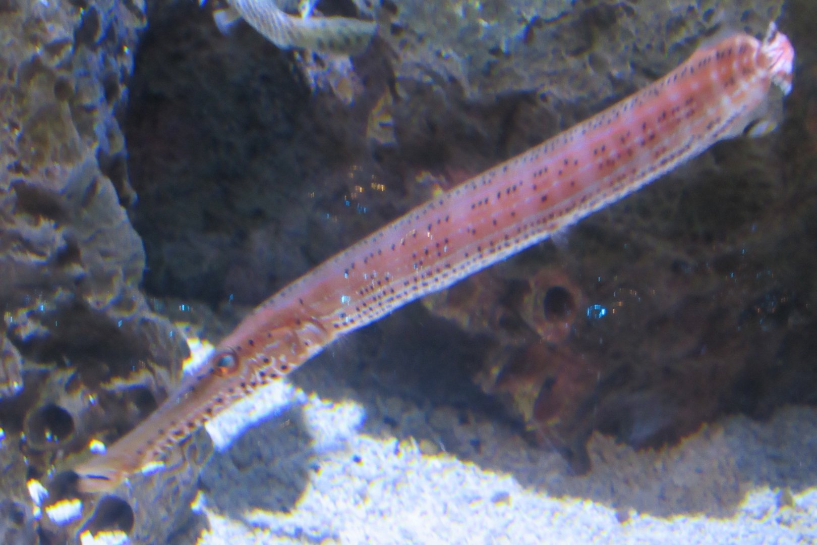 can somebody identify this species