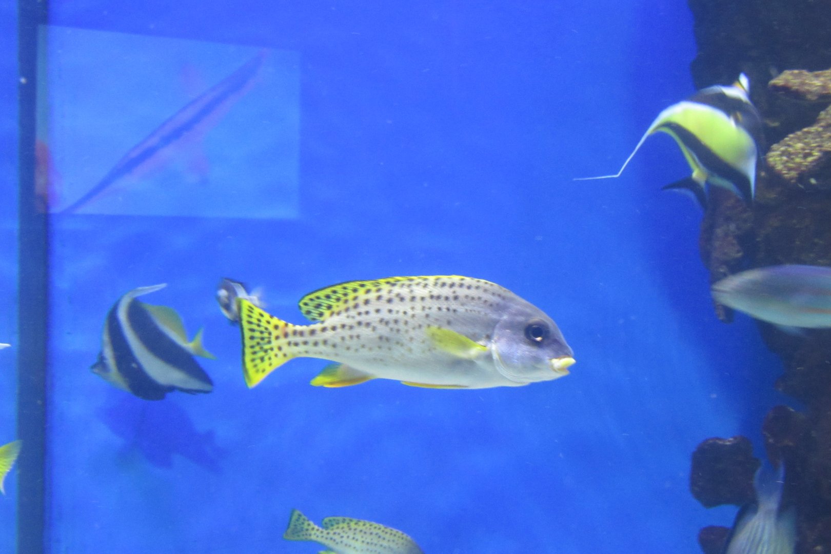 can somebody identify