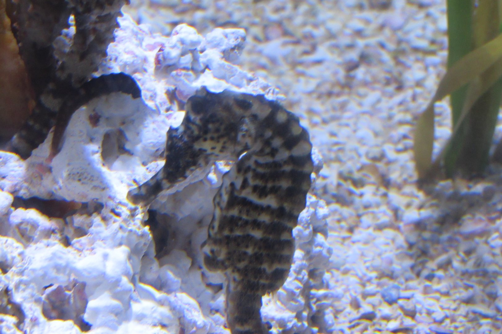 can somebody identify