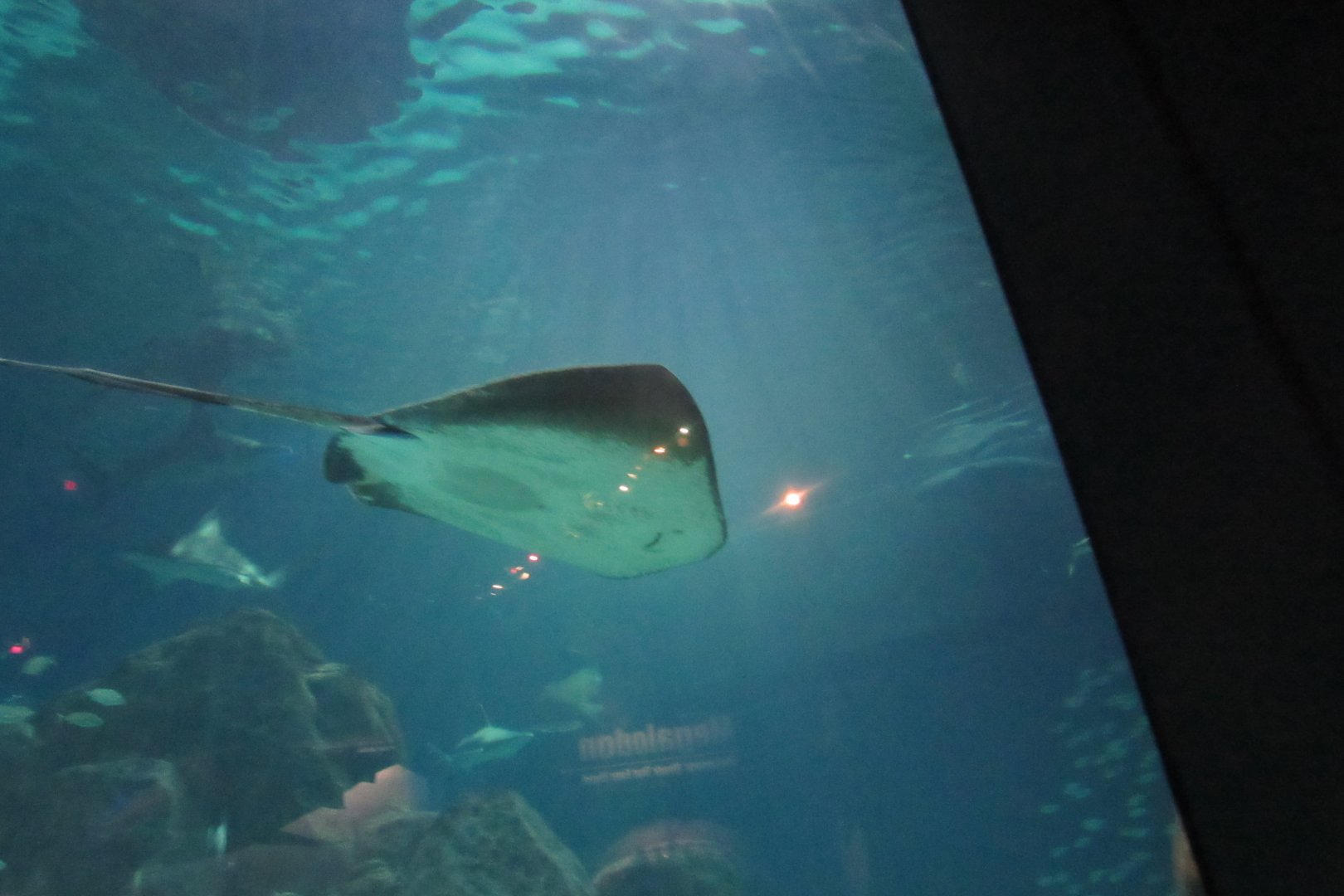 can somebody identify