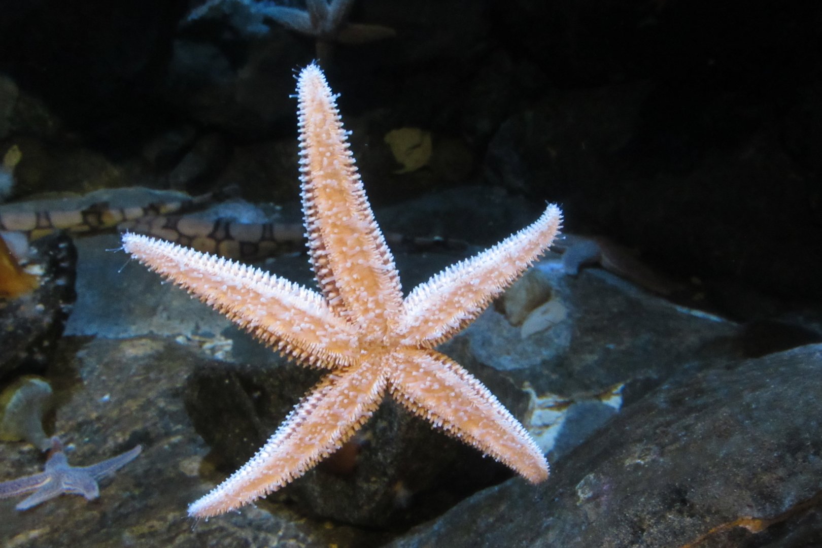 can somebody identify