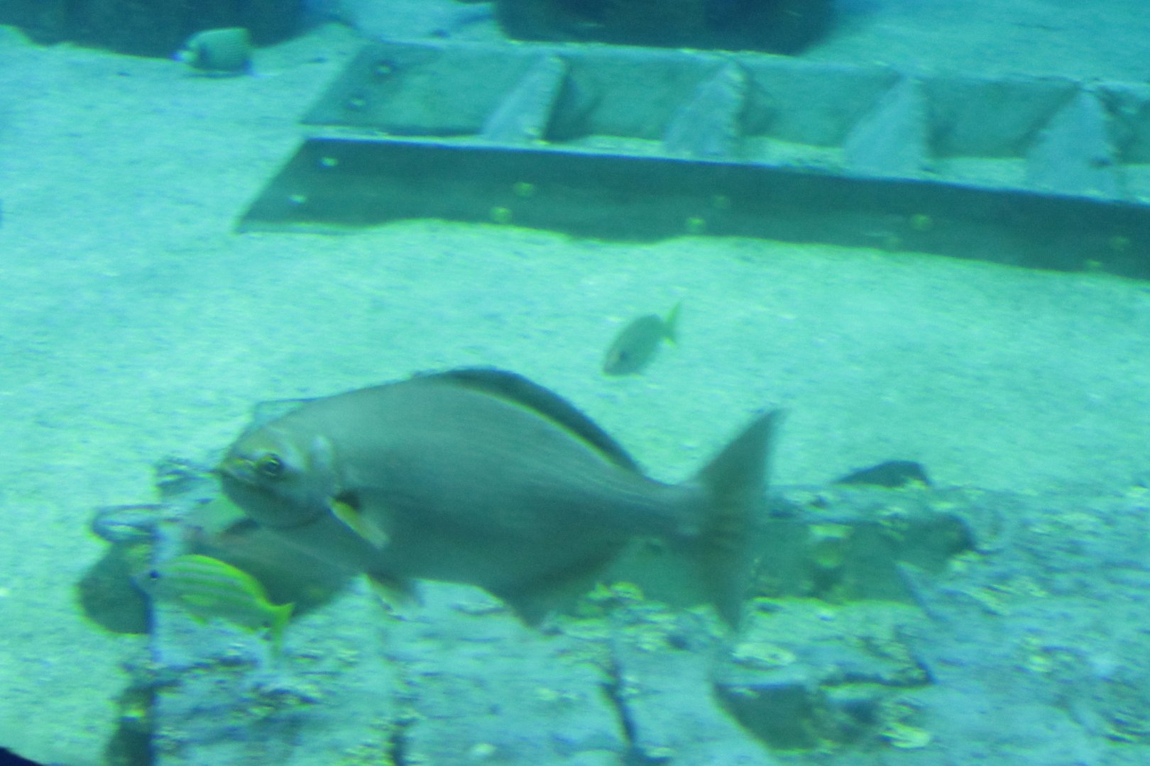 can somebody identify