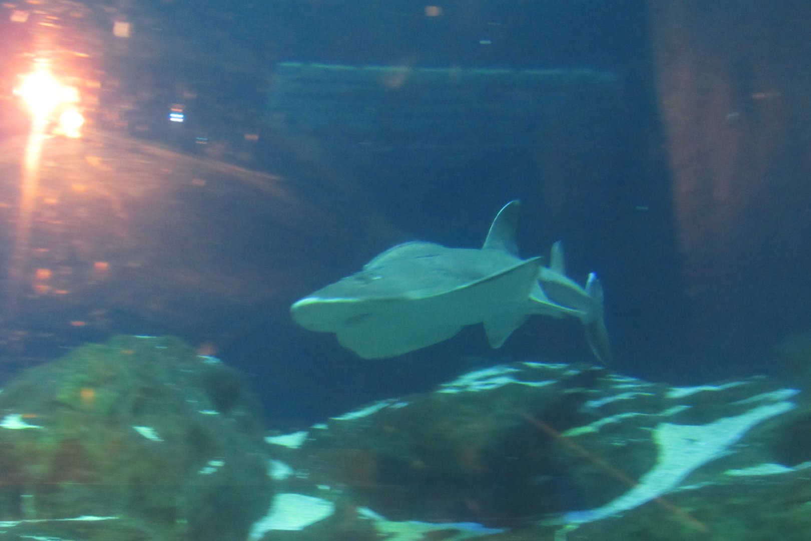 Can somebody identify