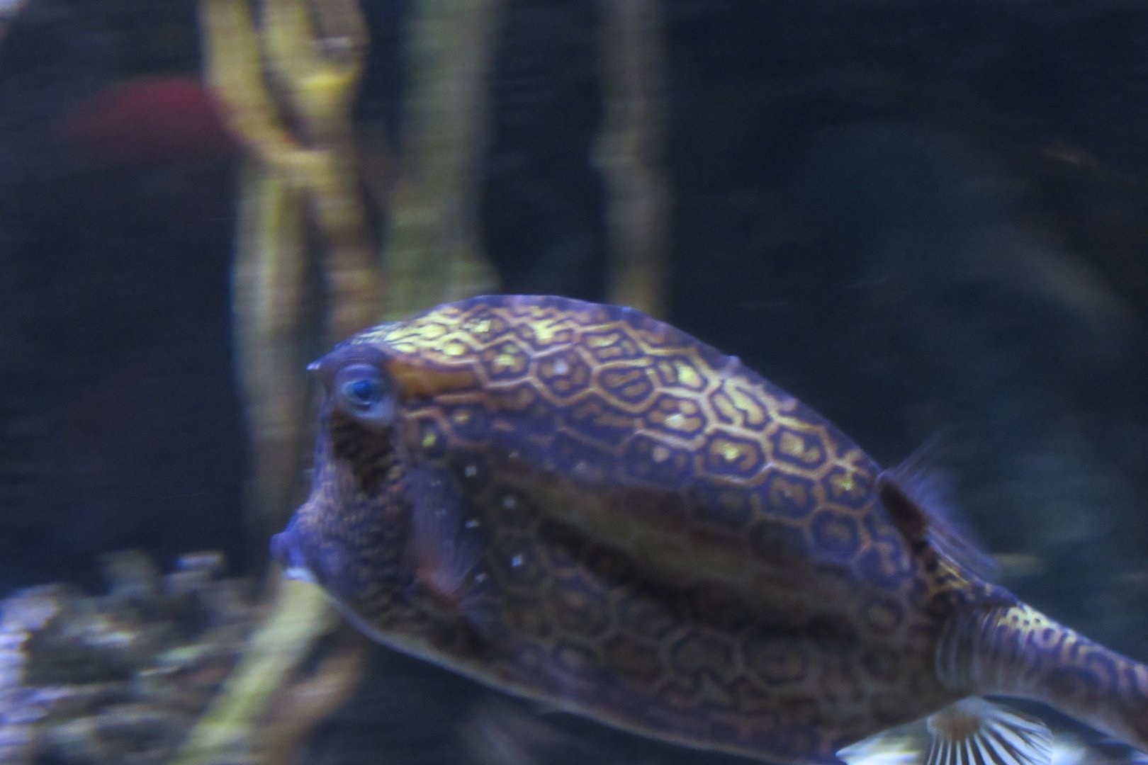 Can somebody identify