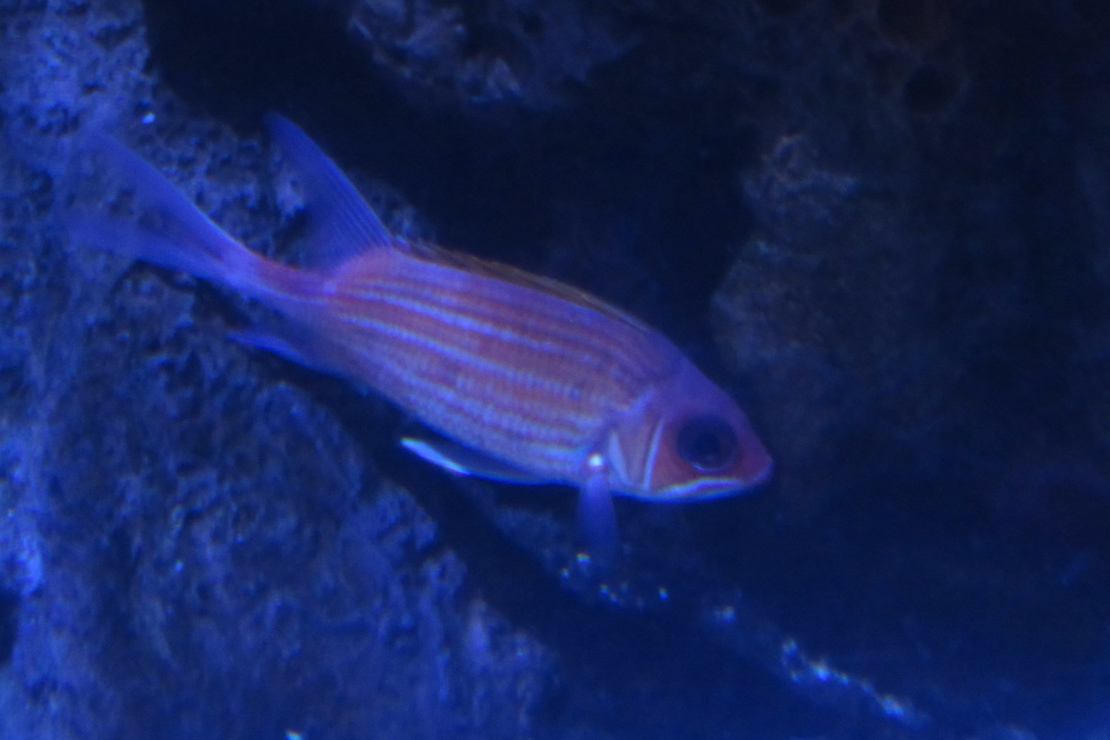 Can somebody identify