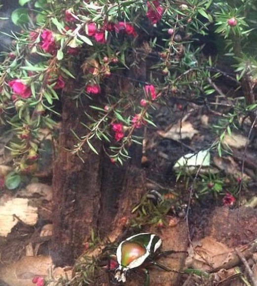 can somebody identify