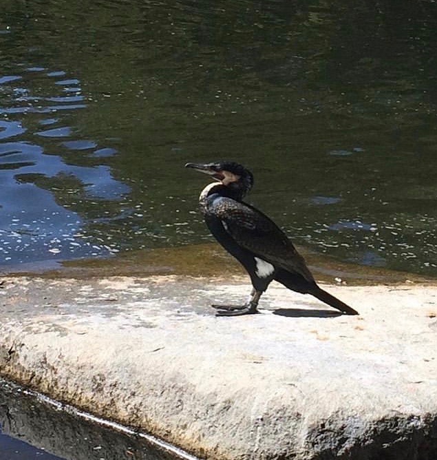 can somebody identify