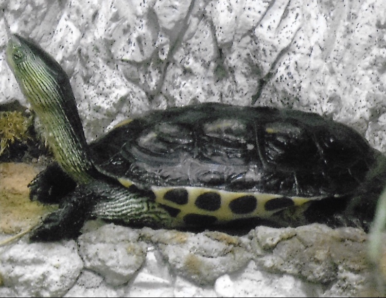 Can somebody identify