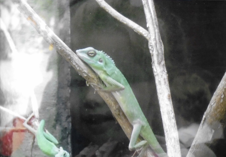 Can somebody identify