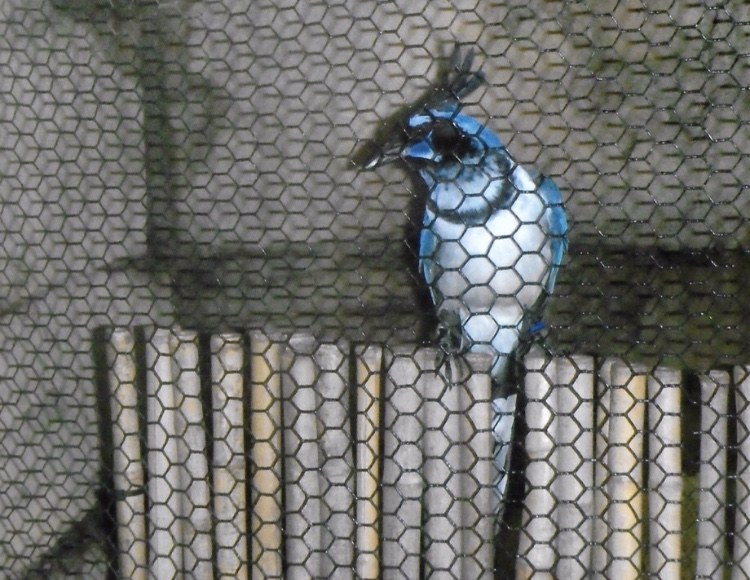 Can somebody identify