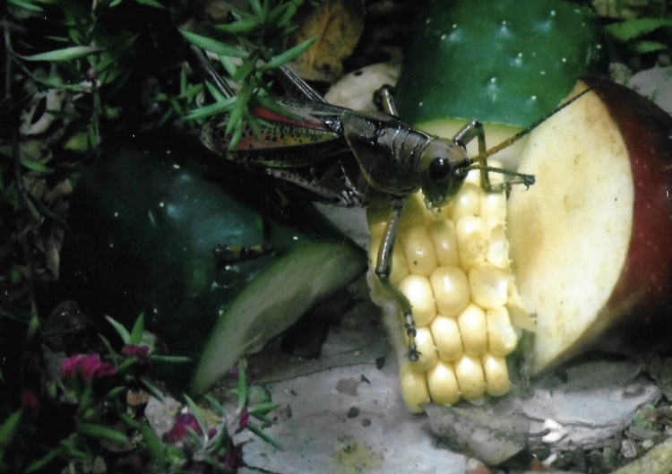 Can somebody identify