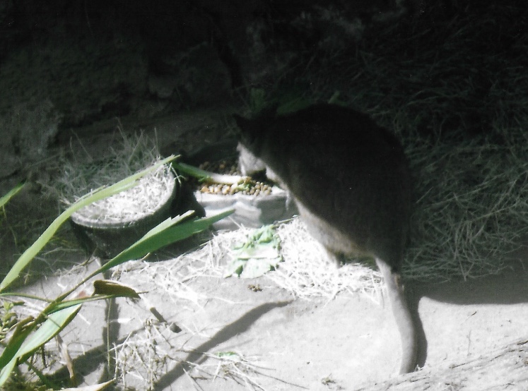 Can somebody identify