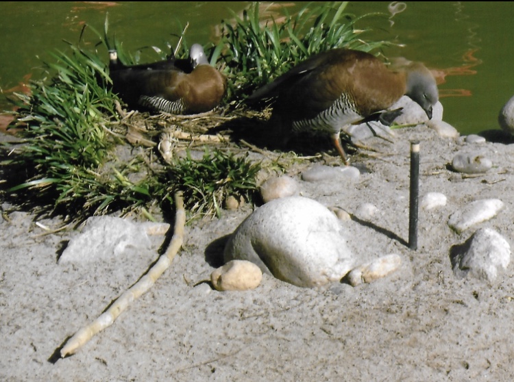 can somebody identify