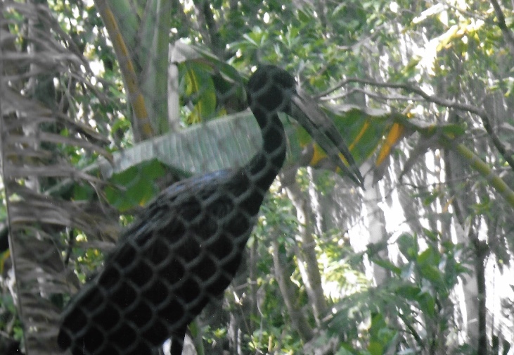 can somebody identify