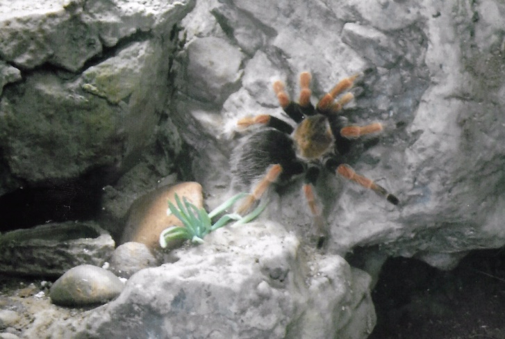 can somebody identify