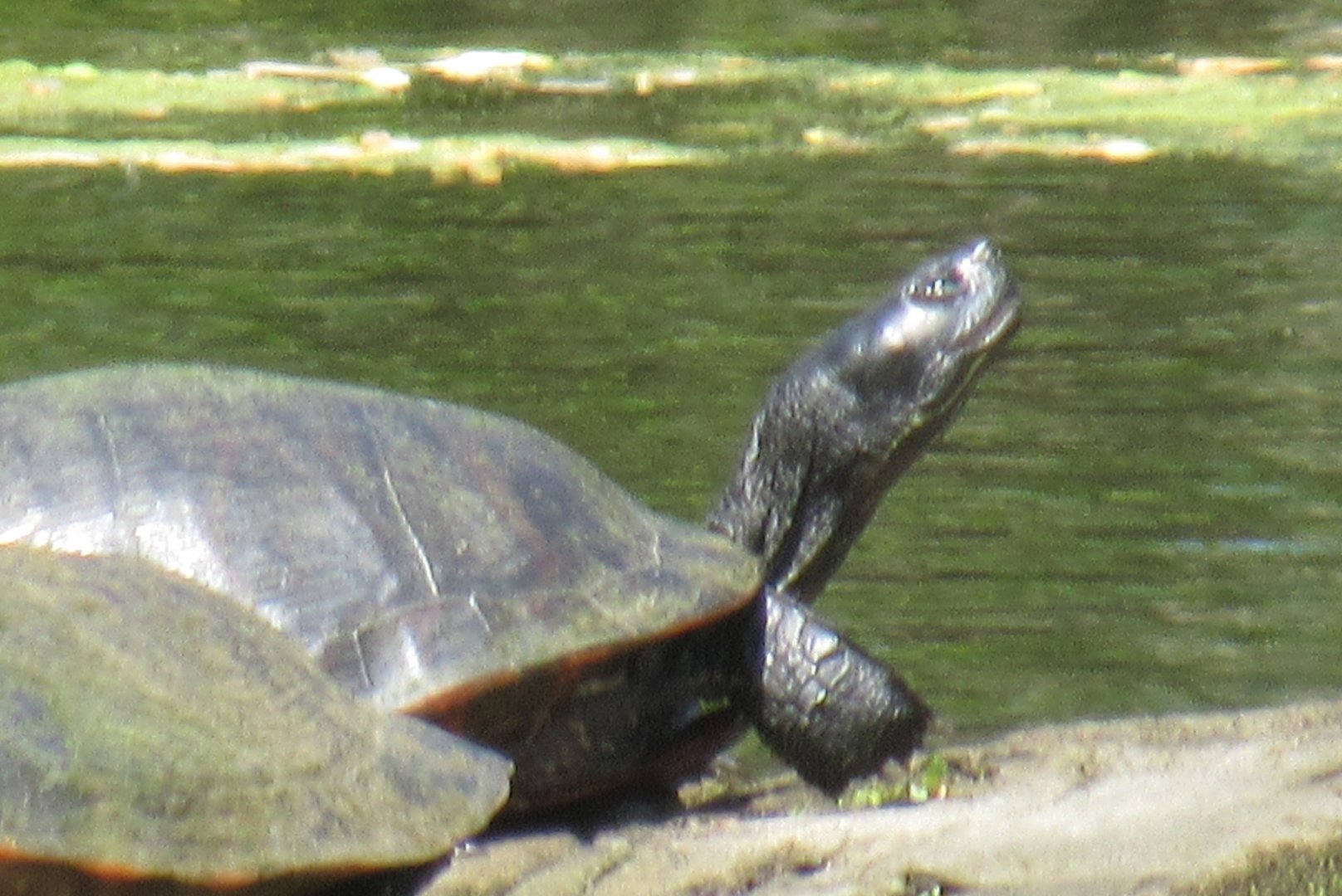 can somebody identify