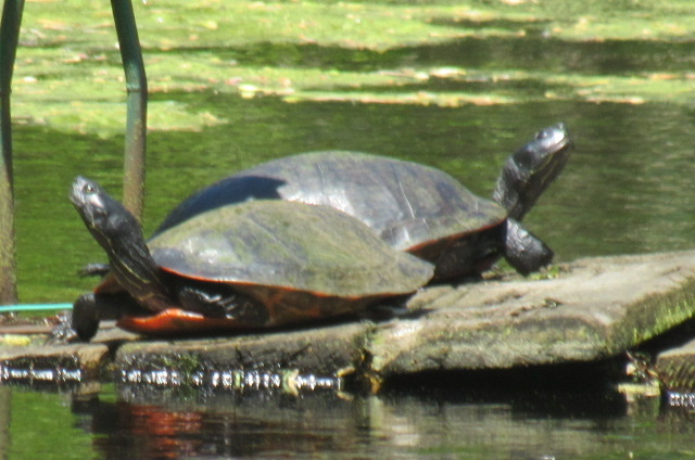 Can somebody identify