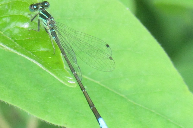 Can somebody identify