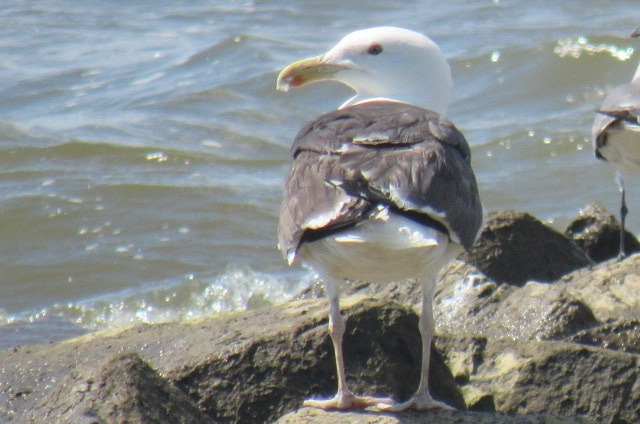 Can somebody identify