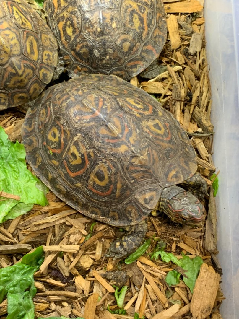 Can somebody identify