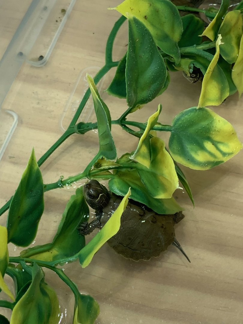 Can somebody identify