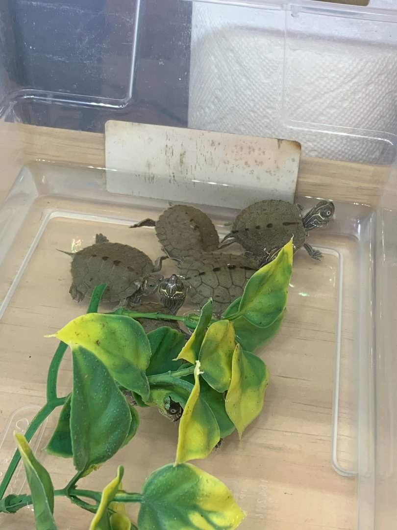 Can somebody identify