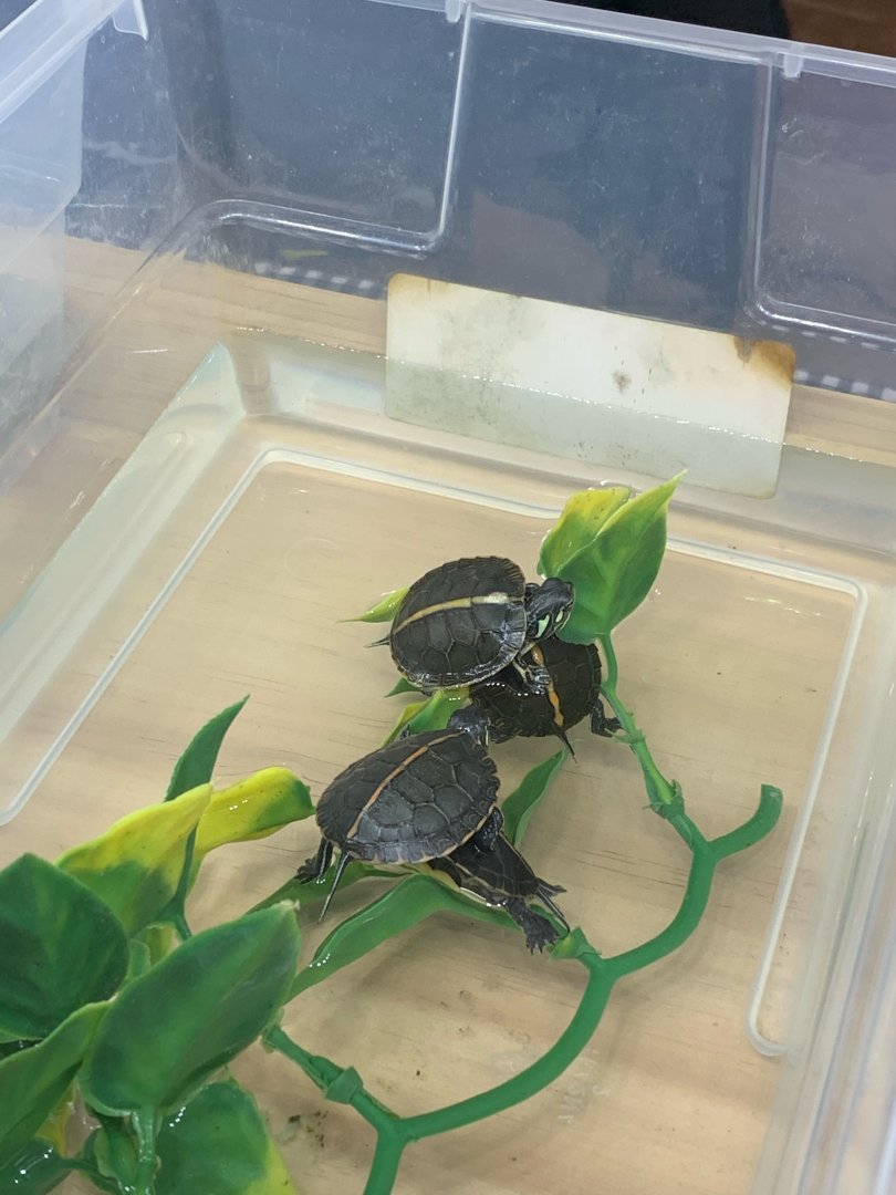 Can somebody identify